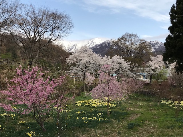 桜見頃です。