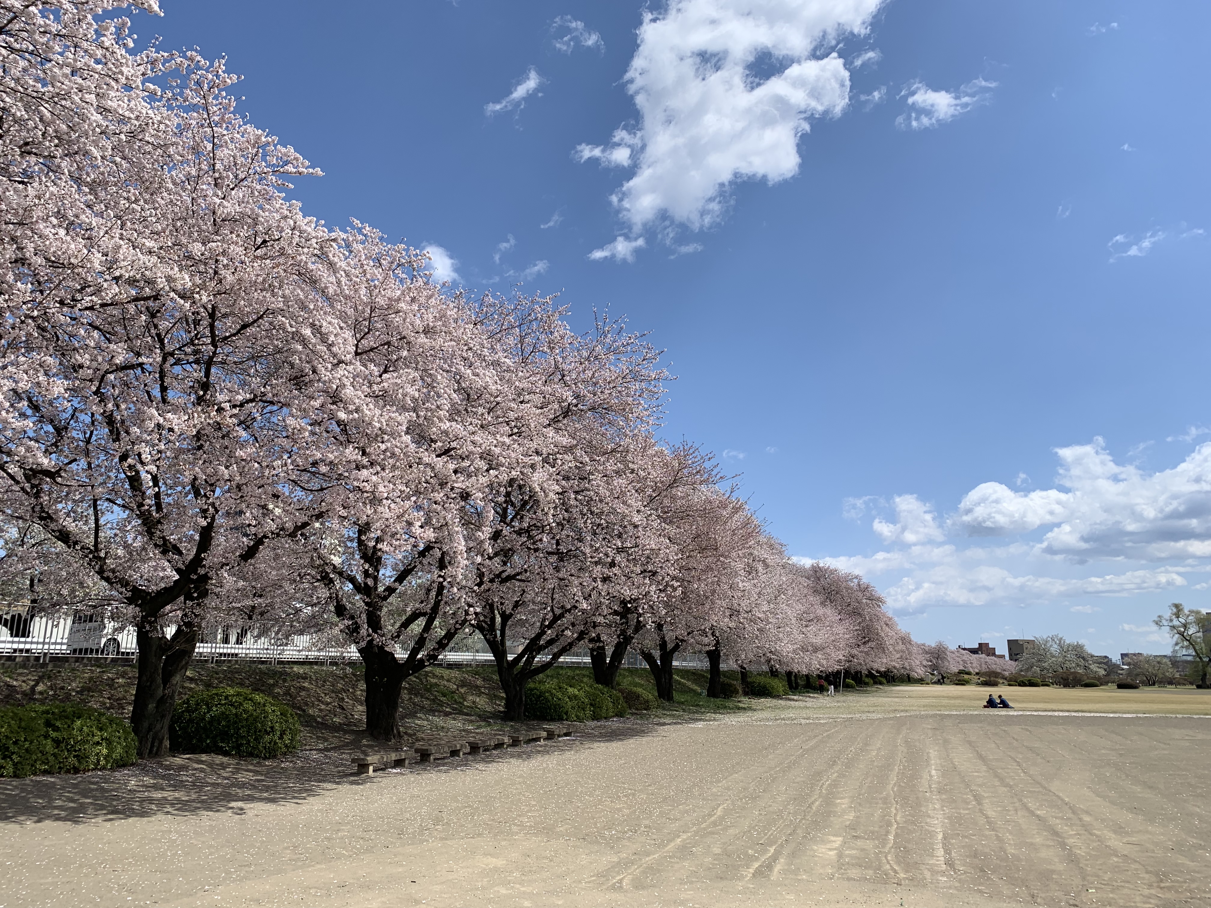 桜の季節