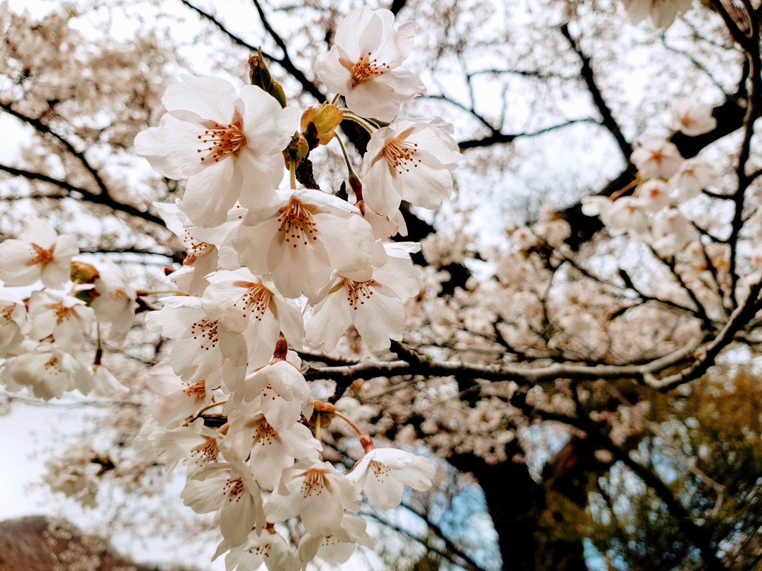 桜が咲きました。