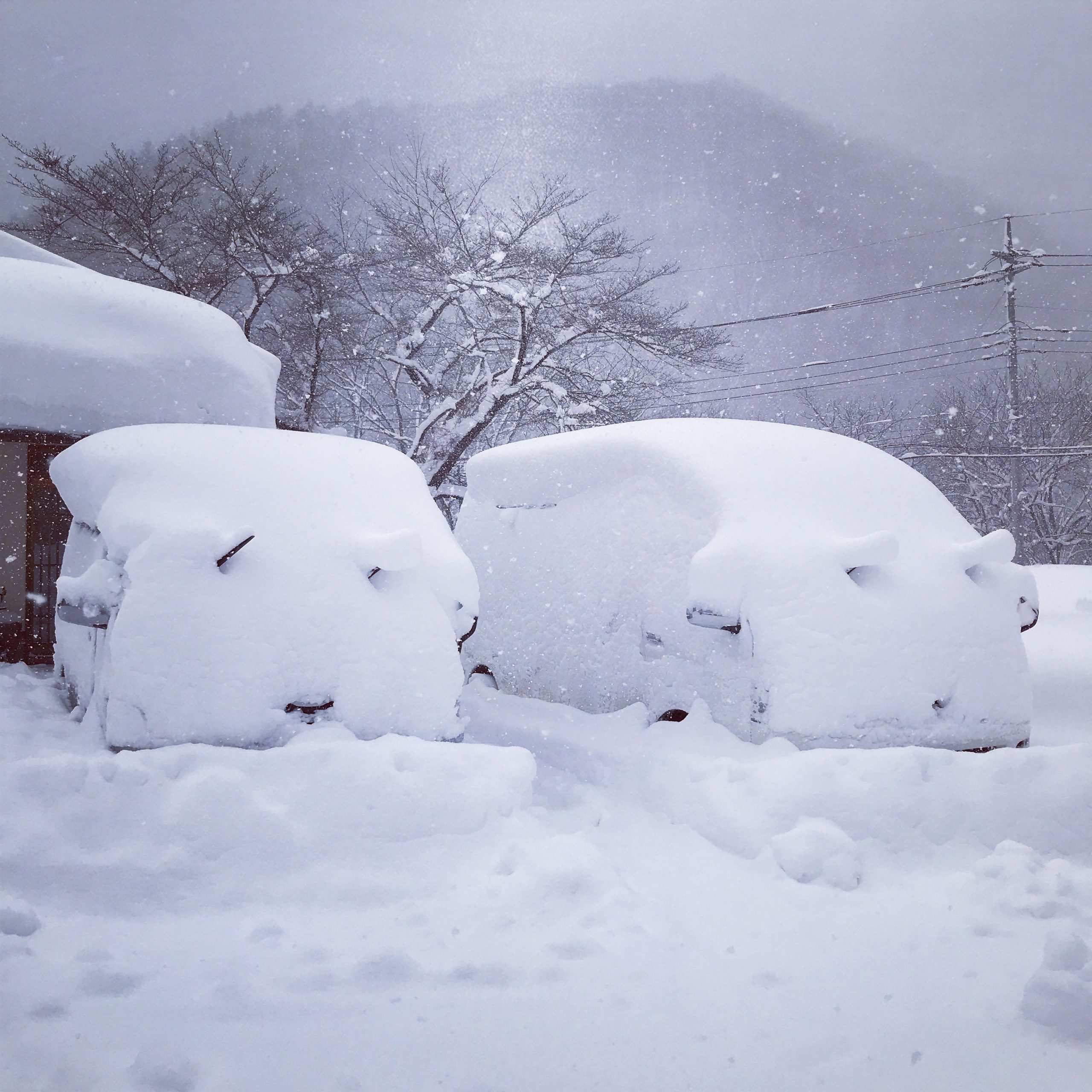 冬に備えているんです。