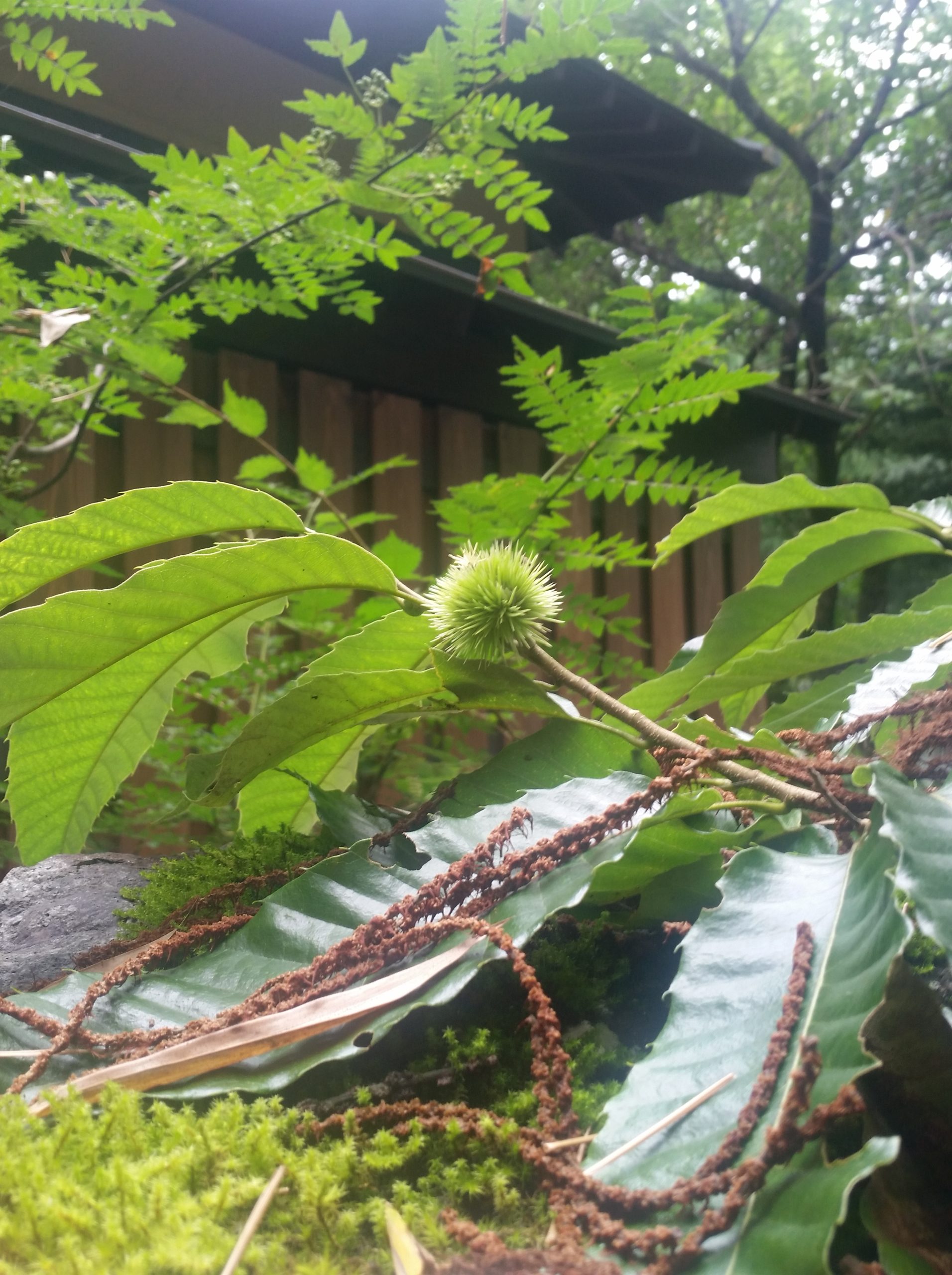 ８月になりました