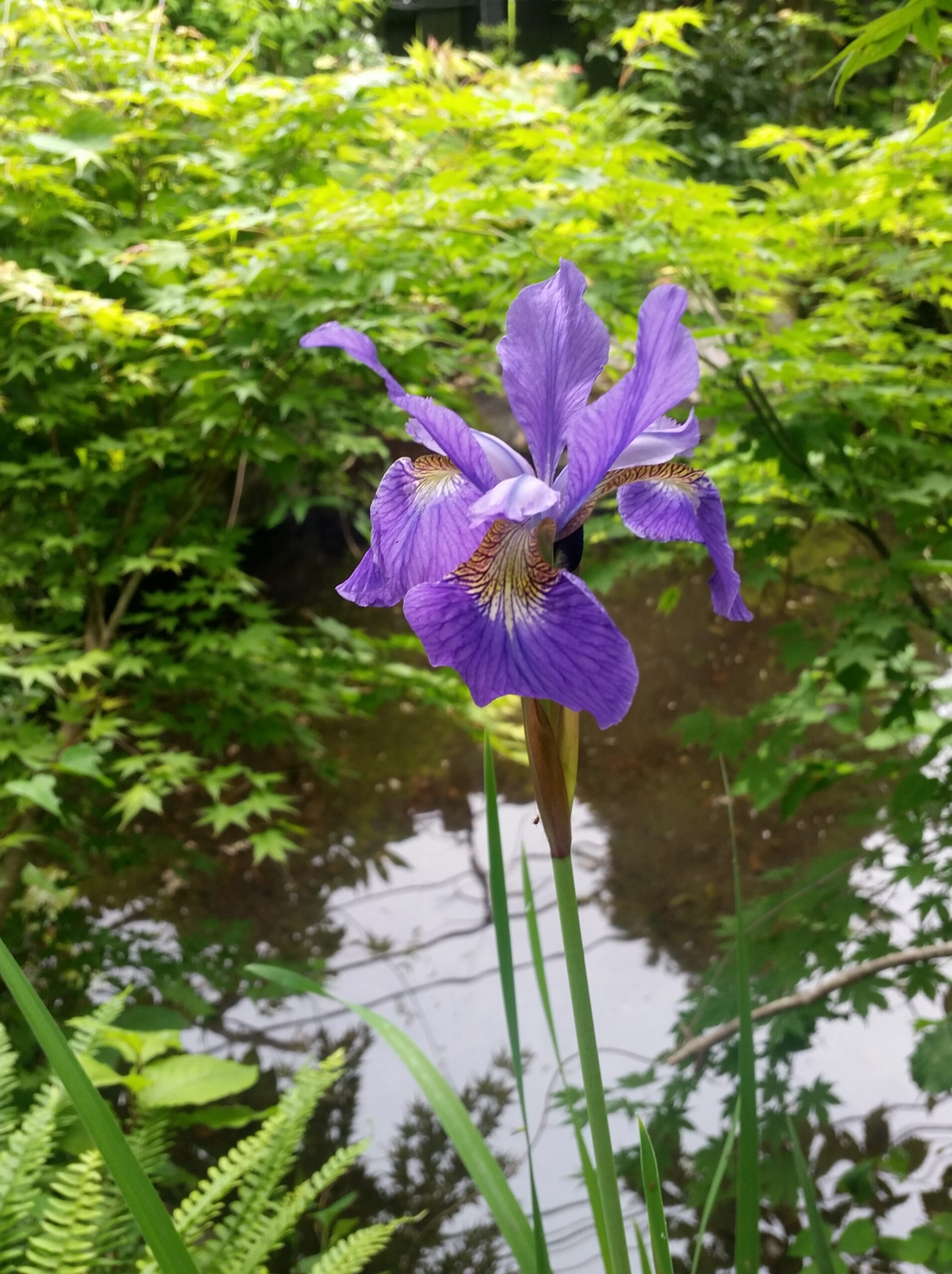 もうすぐ６月、好きな花が咲きました