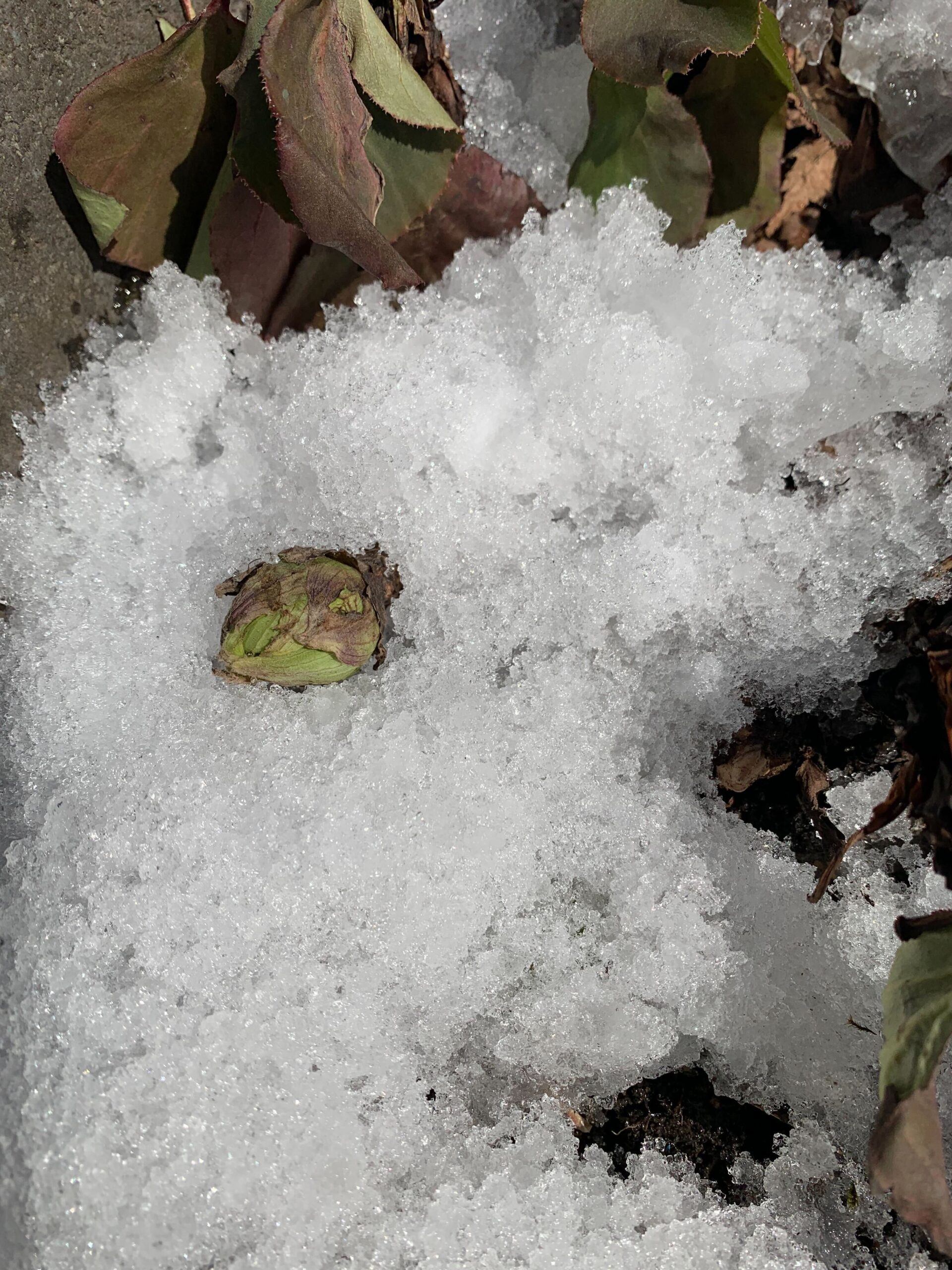 雪の下からひょっこりと