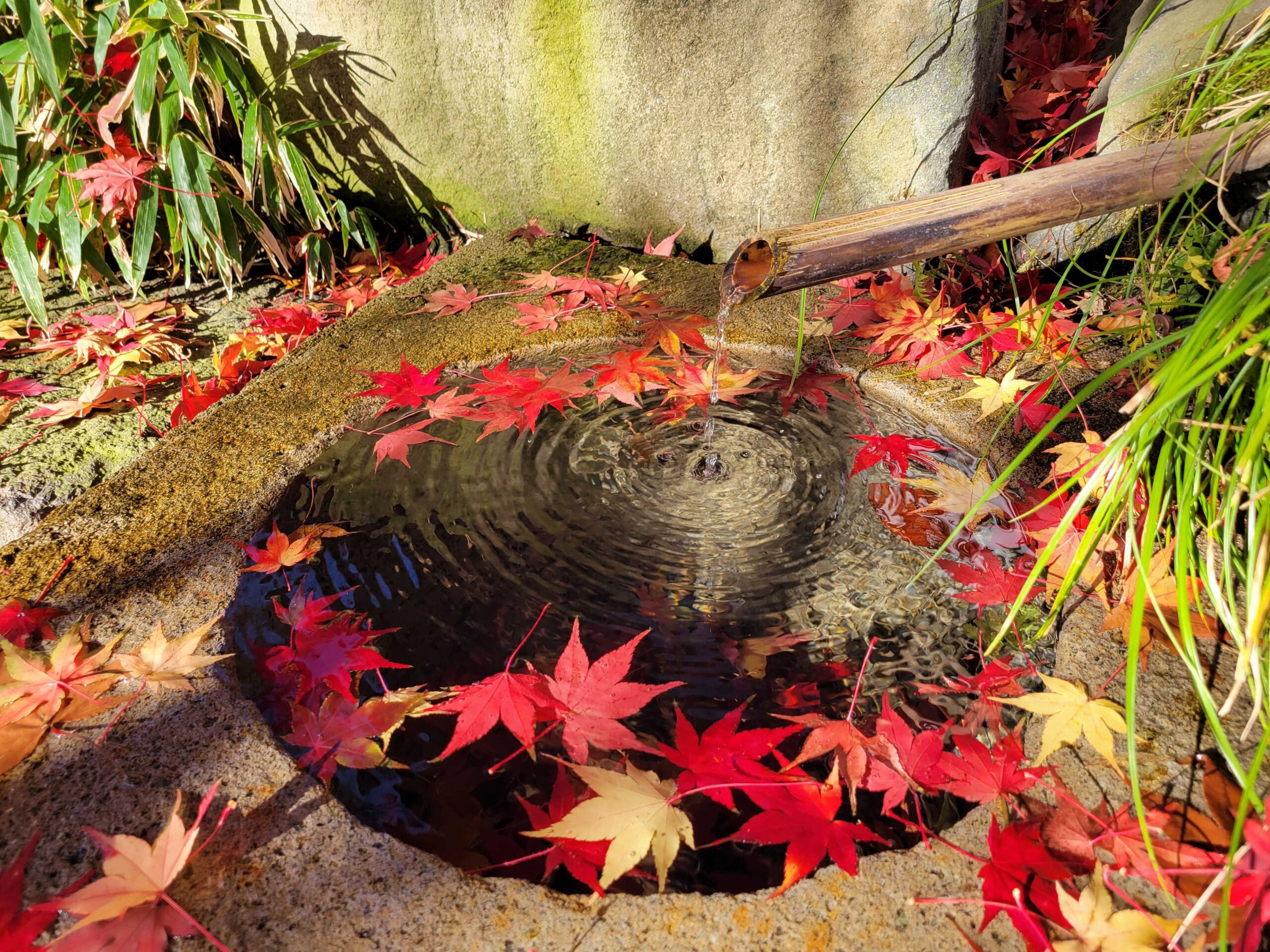 紅葉シーズンは目前