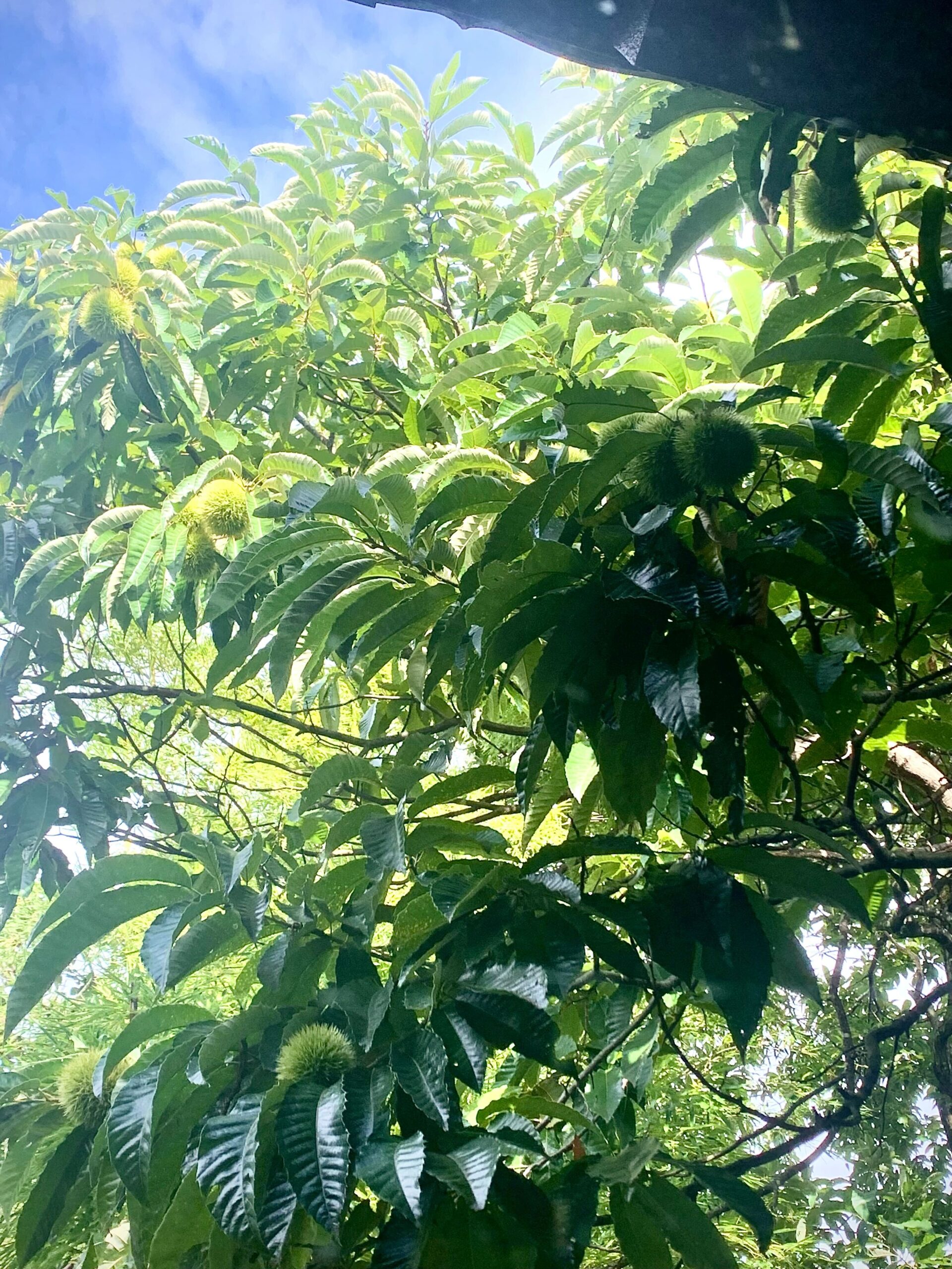 秋の気配　少しずつ