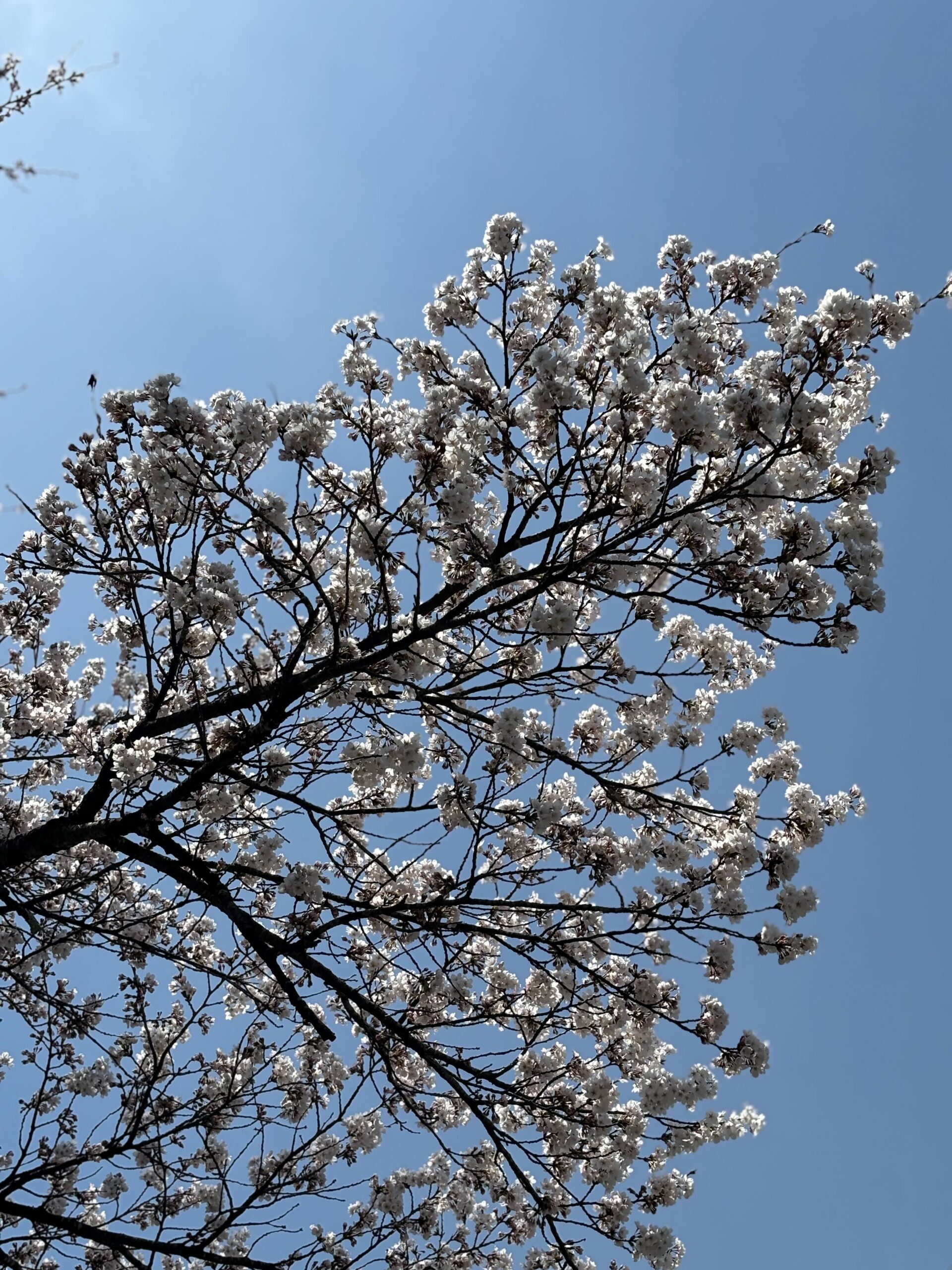 花の時期ですね