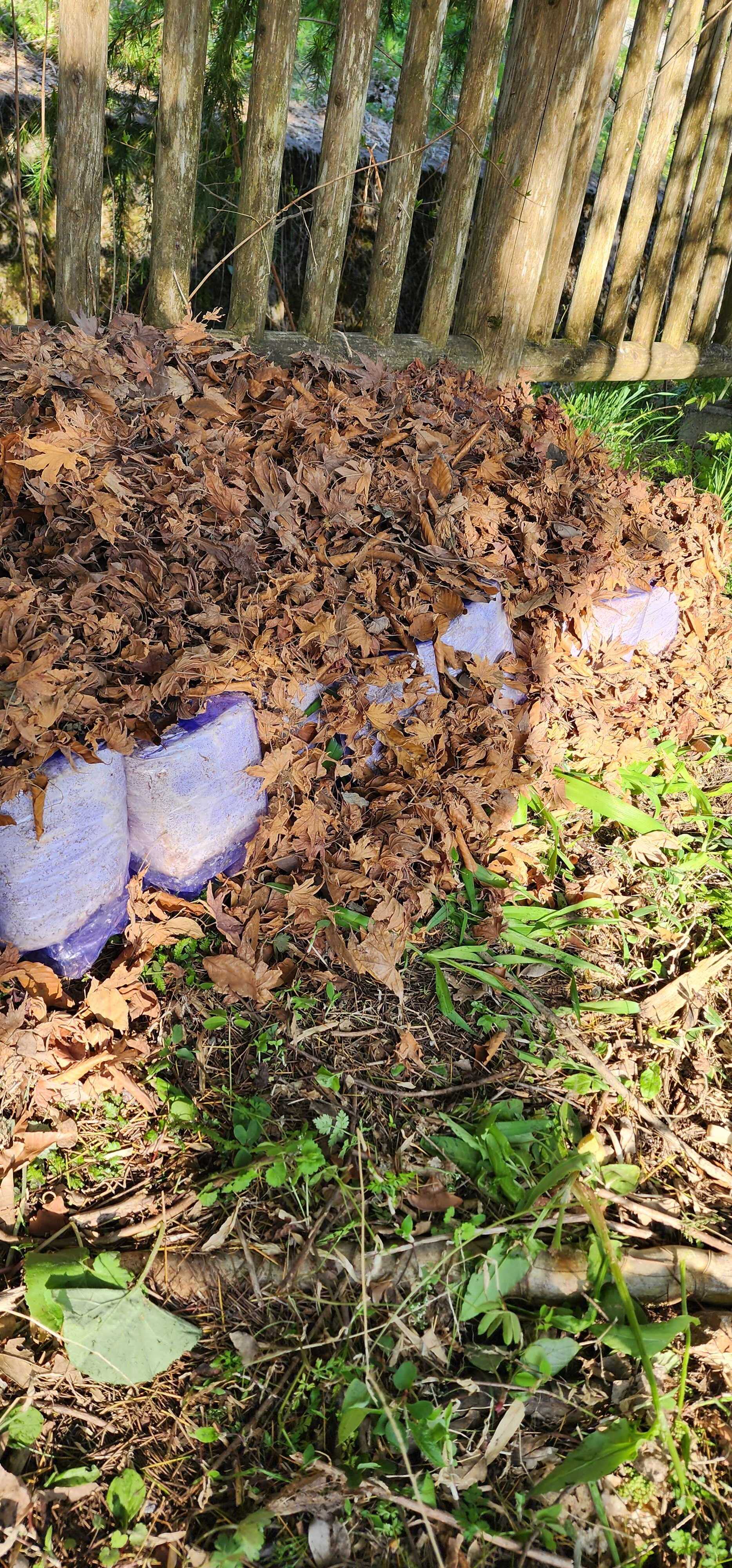 地伏舞茸栽培開始です！