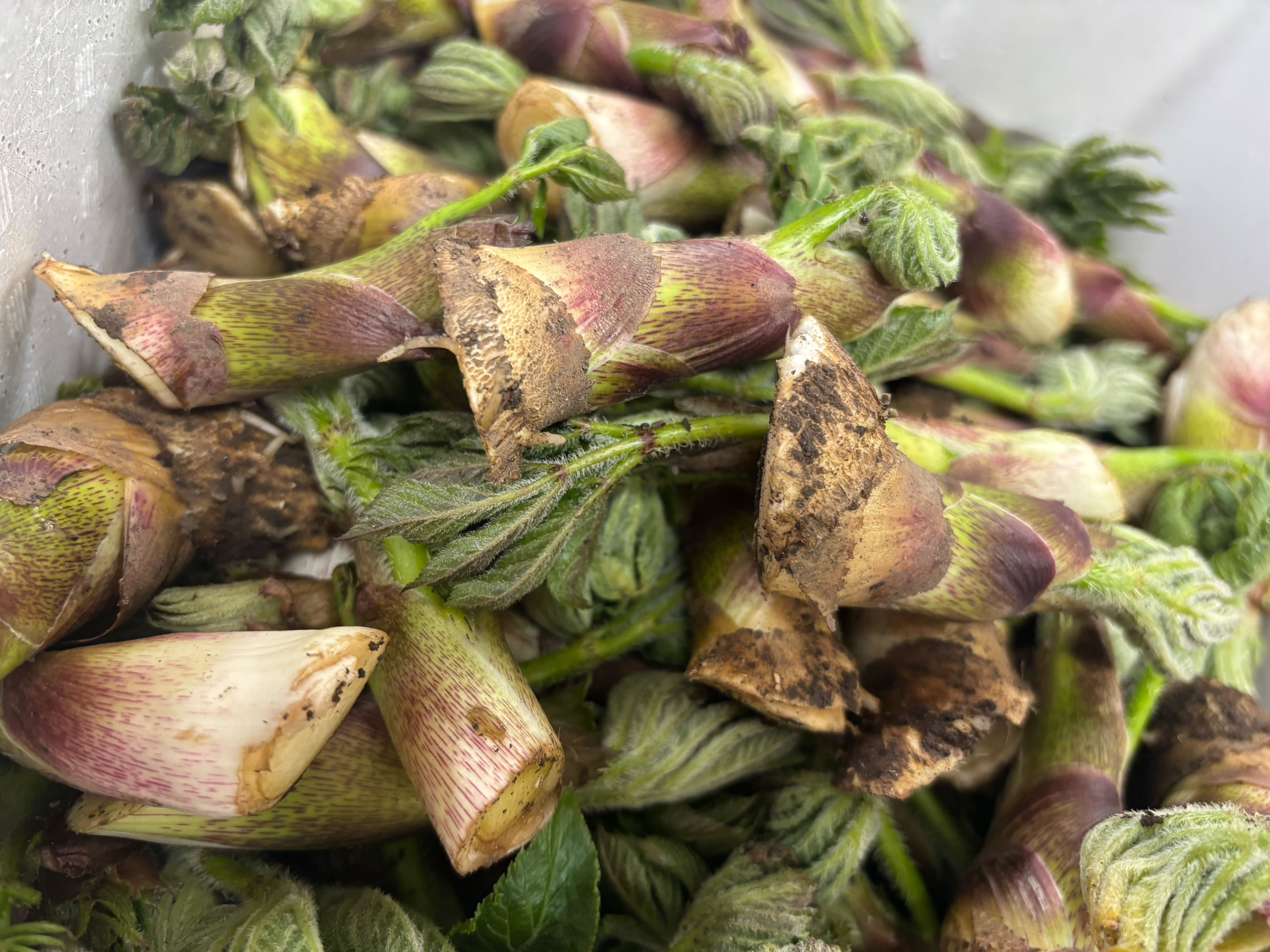 休館日のお知らせ