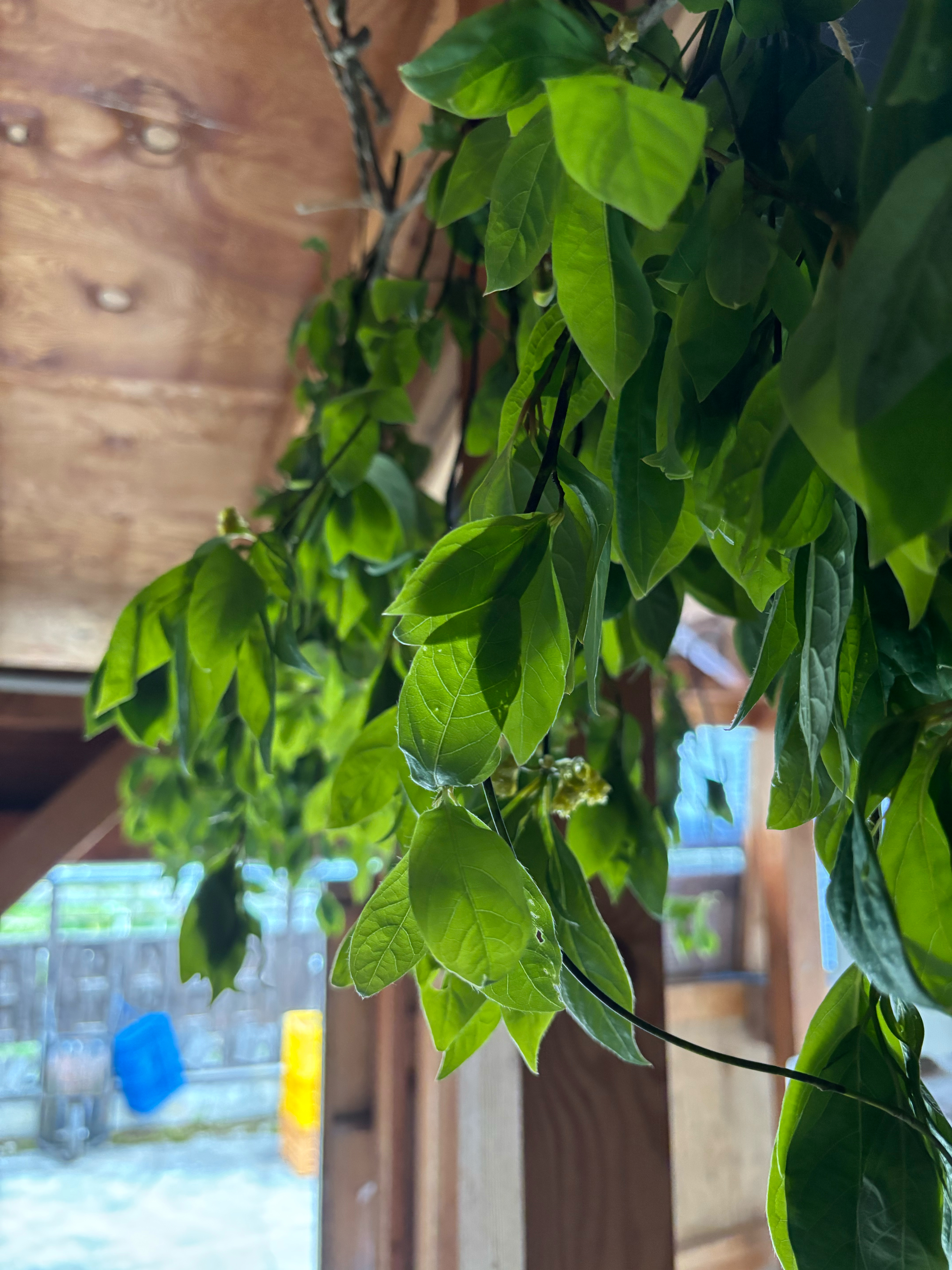 尚文特製薬草茶の仕込み