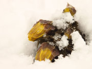 雪の中で踏ん張る「福寿草」