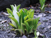 ４月１７日　お庭の水芭蕉