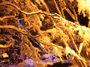 葉を落とした木々に花のように積もる雪